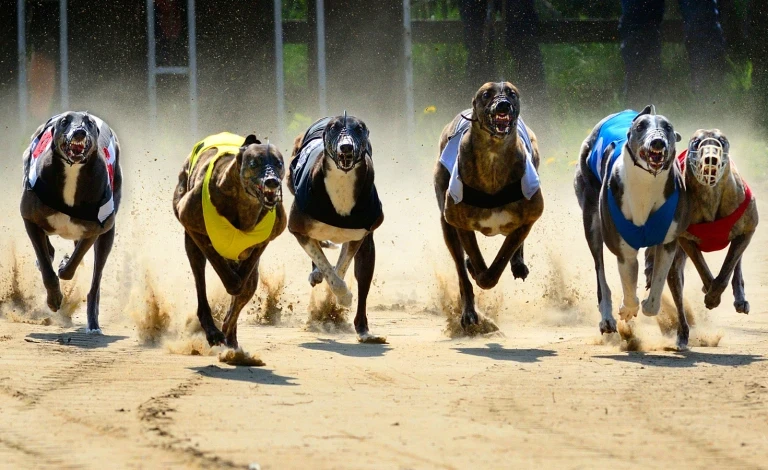 betindi greyhounds - dogs running